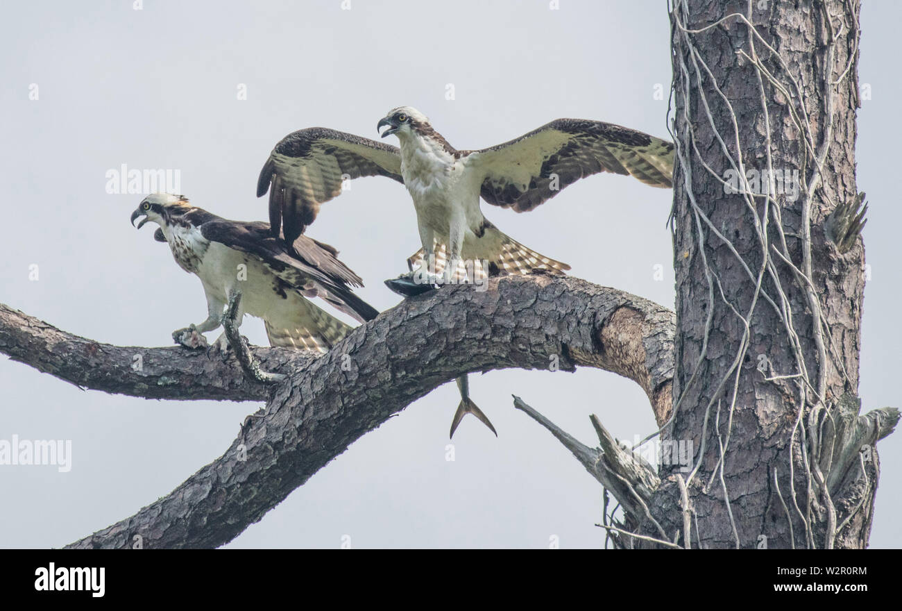 Osprey in einem Baum nach dem Fangen einen Fisch Stockfoto