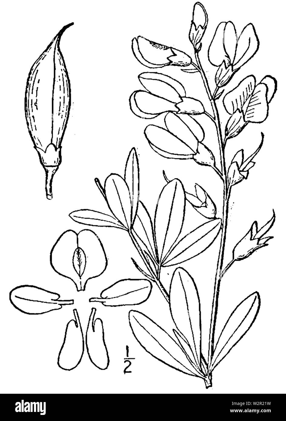 Botanische Illustration von baptisia Australis von 1913. Stockfoto