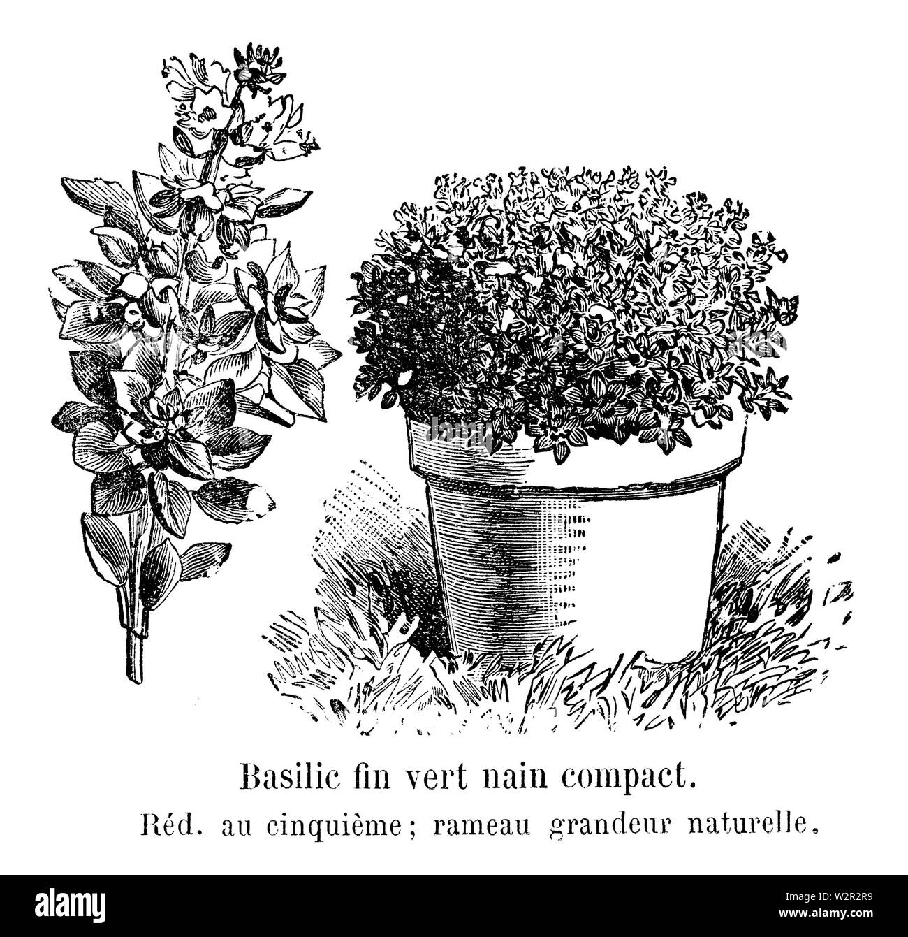 Basilic Fin vert nain compact Vilmorin-Andrieux 1904 Stockfoto