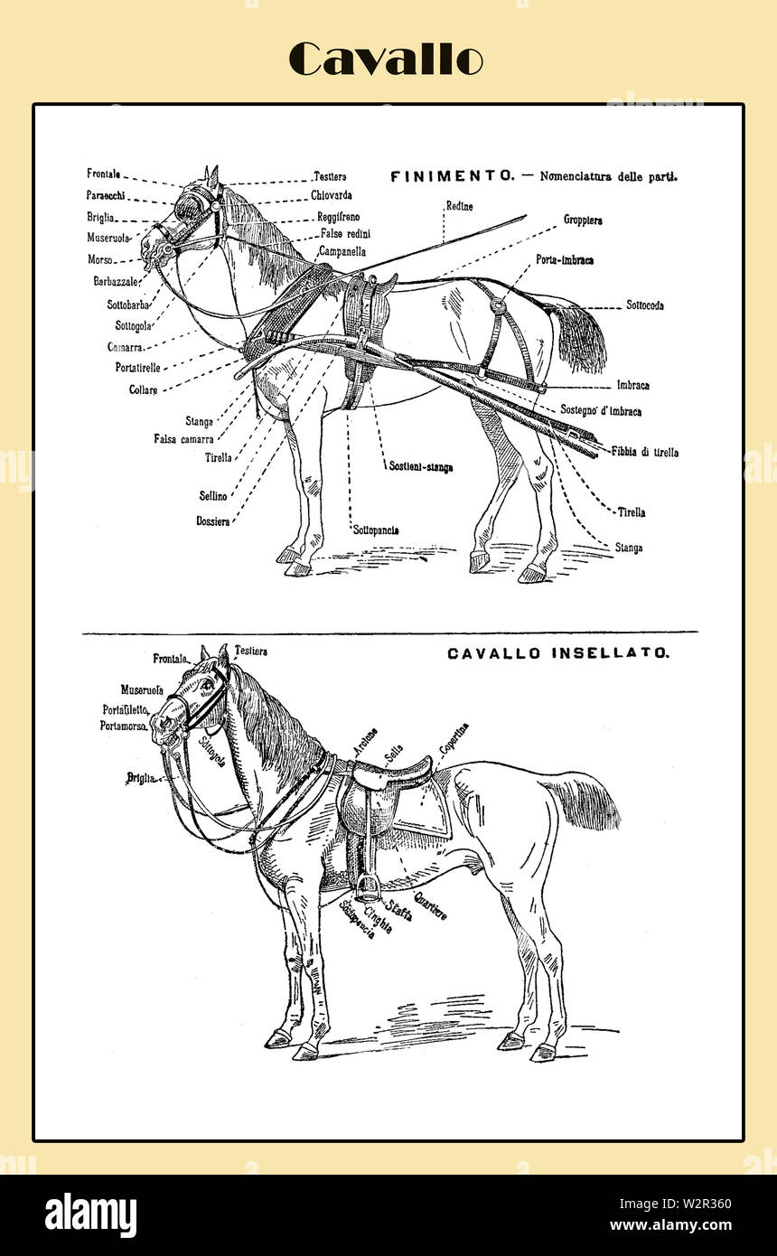 Italienische Pferd Tabelle Ende 19. Jahrhundert von einem italienischen Lexikon mit italienischen namen Ausrüstung und Kabelbaum Stockfoto