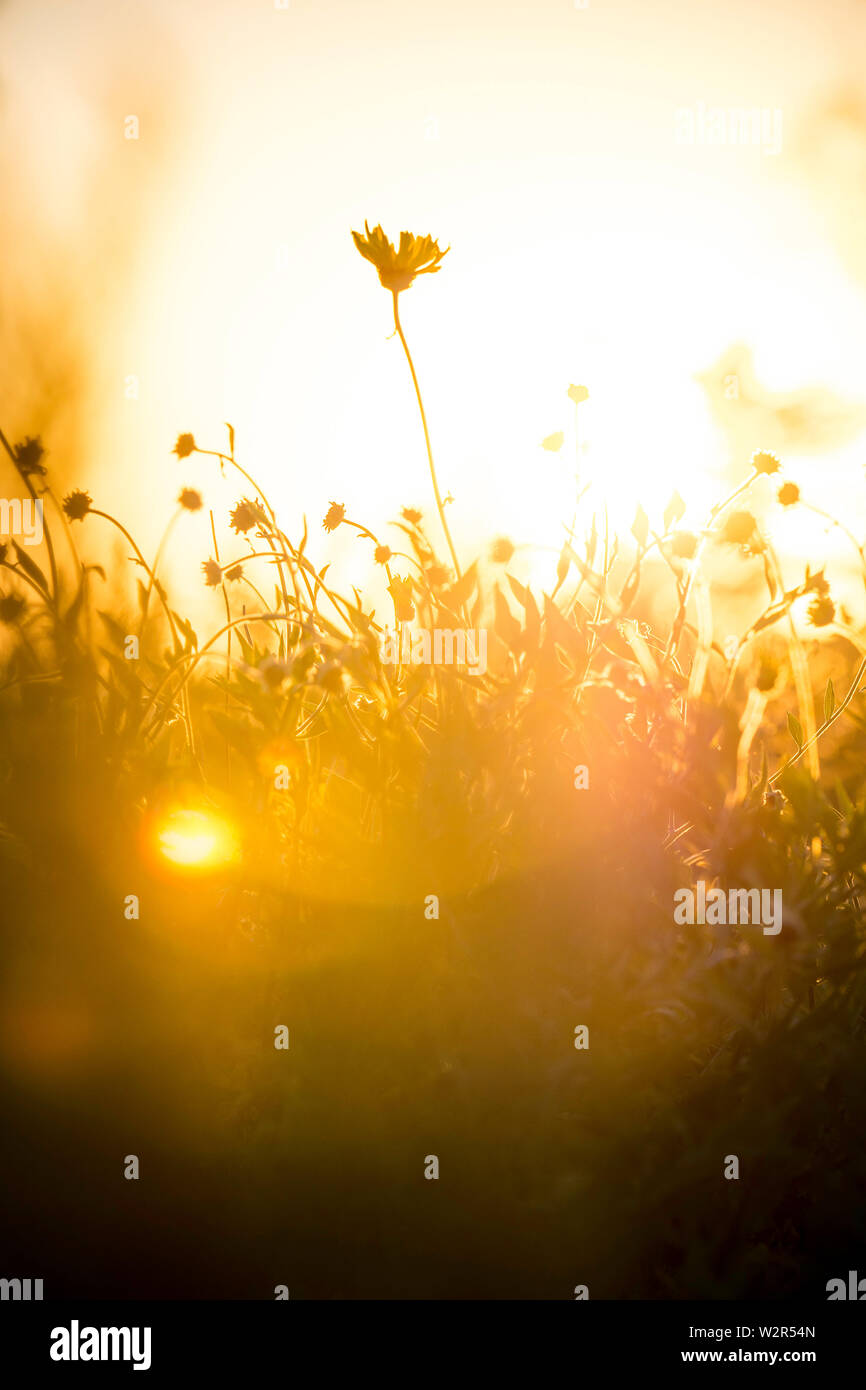 Wilde Blumen sind durch den weichen Abendsonne schlagen. Stockfoto