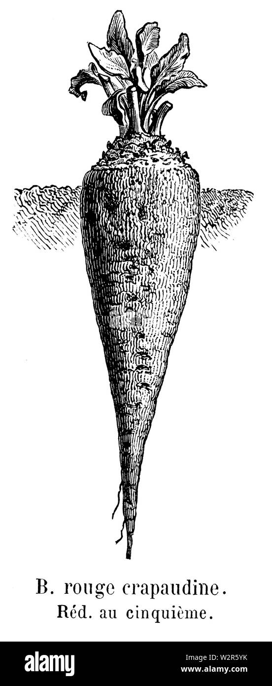 Betterave rouge Türangelpfanne Vilmorin-Andrieux 1904 Stockfoto
