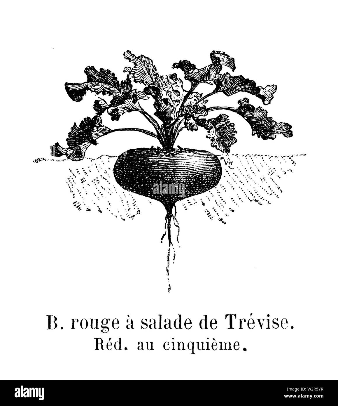 Betterave rouge à Salade de Trévise Vilmorin-Andrieux 1904 Stockfoto