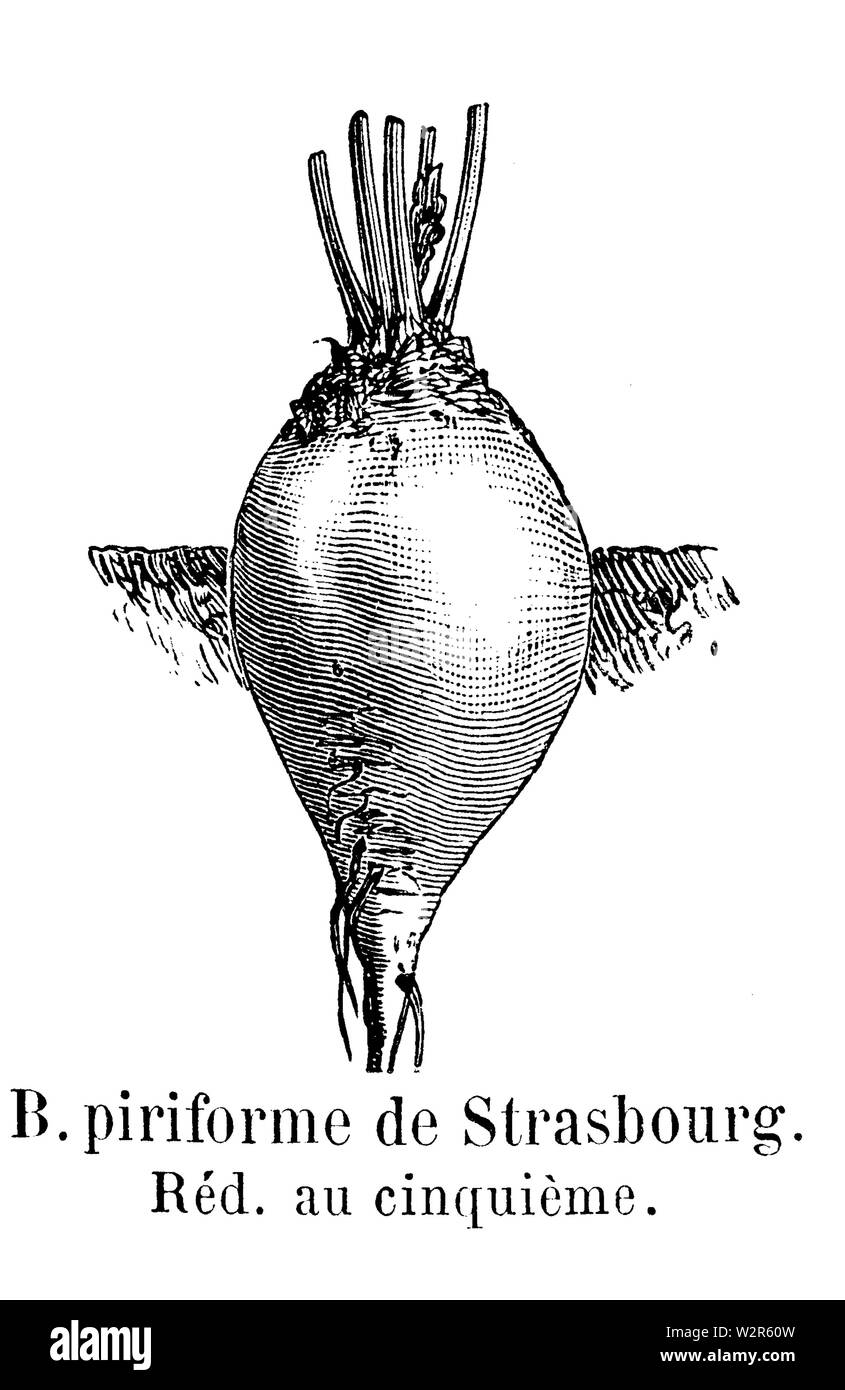 Betterave Vilmorin-Andrieux piriforme de Strasbourg 1904 Stockfoto