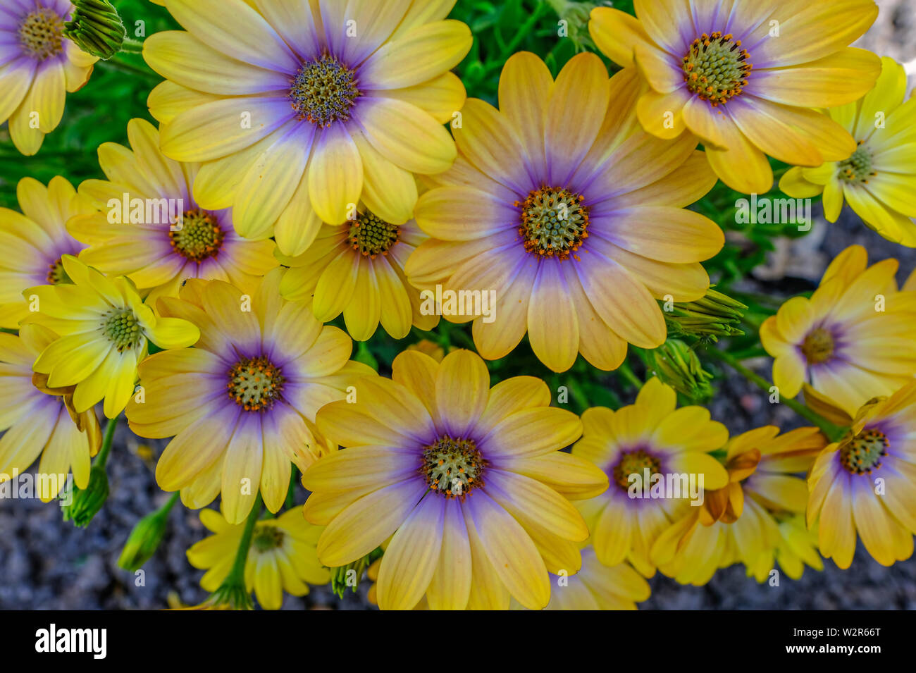 Nahaufnahme von Gelb zier Gänseblümchen, blue eyed beauty African Daisy. Stockfoto