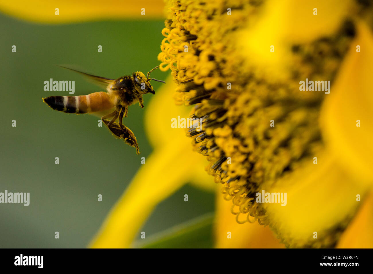 Honey Bee in Richtung der Sonnenblume für das Sammeln von Nektar und Pollen mit Pollen, Staub auf seine volle Gesicht fliegen. Nahaufnahme hohe Geschwindigkeit Makroaufnahmen. Stockfoto