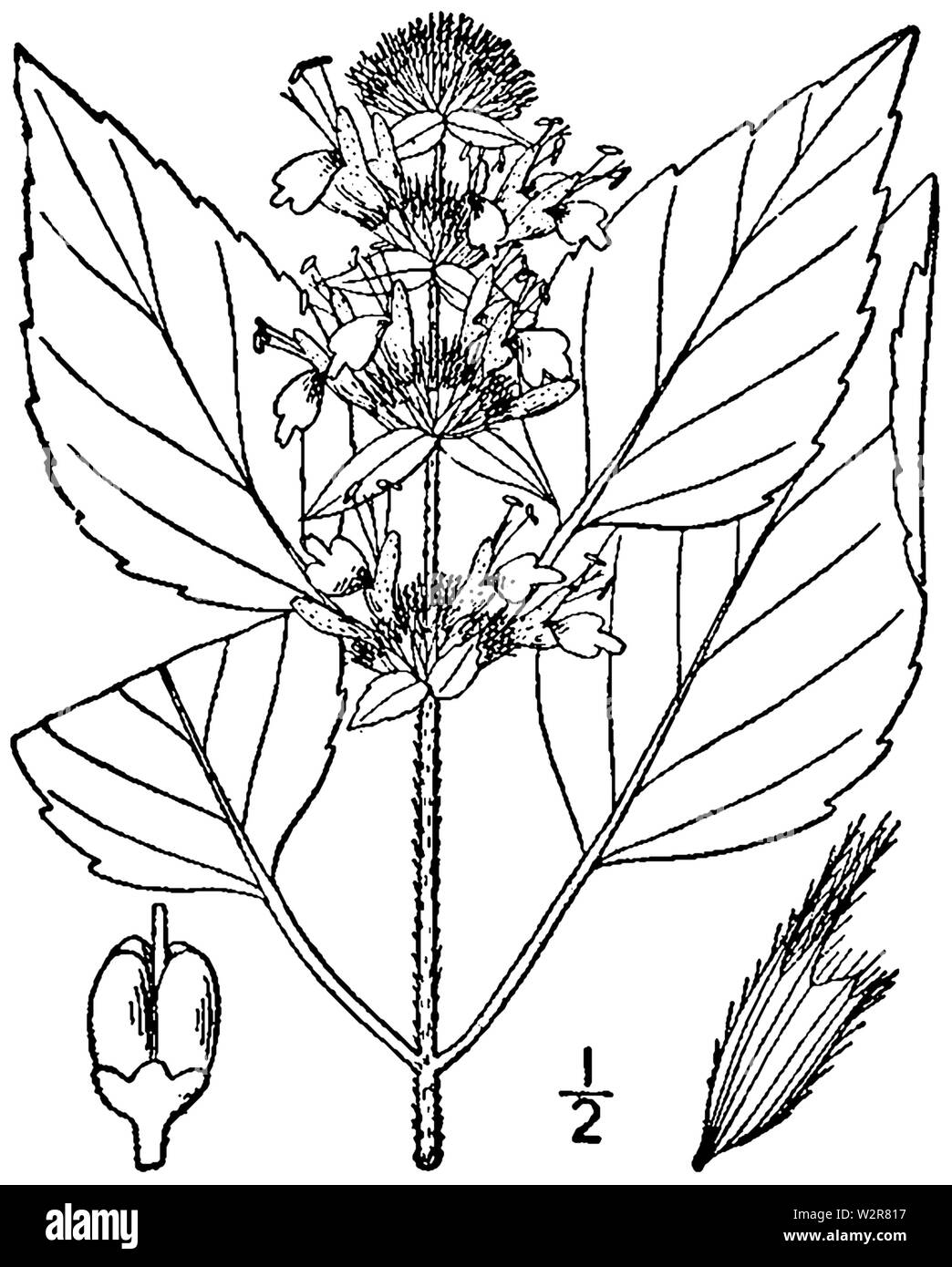 Blephilia hirsuta Zeichnung 1 Stockfoto