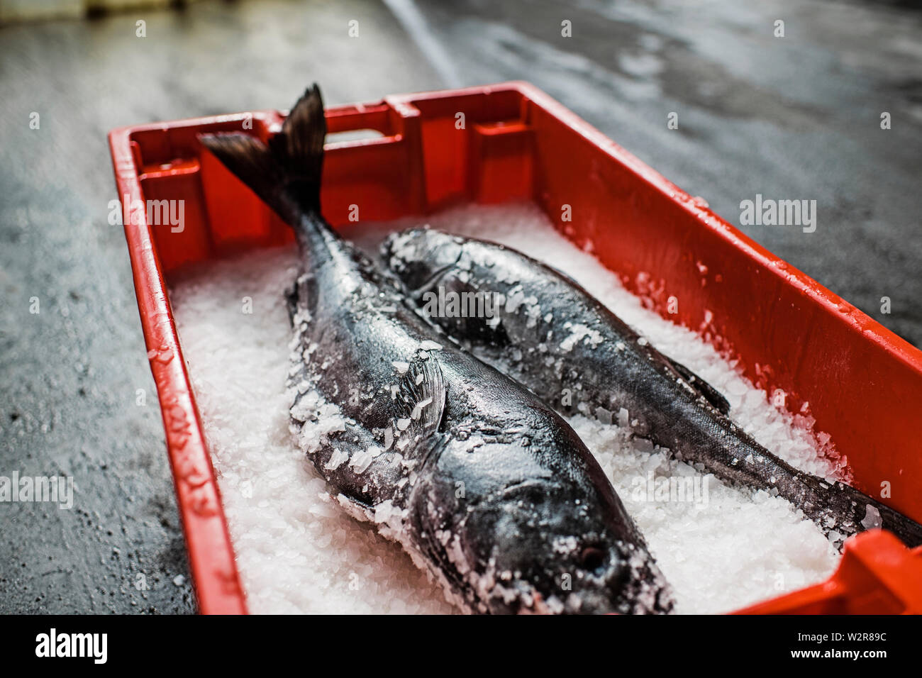 Zwei frische Fisch auf einem Fischmarkt Abschaltdruck auf Eis Stockfoto