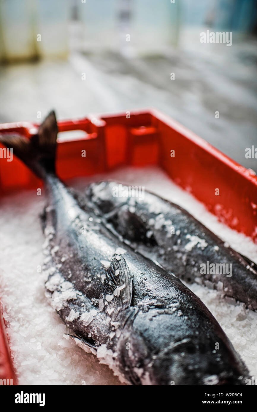 Zwei frische Fisch auf einem Fischmarkt Abschaltdruck auf Eis Stockfoto