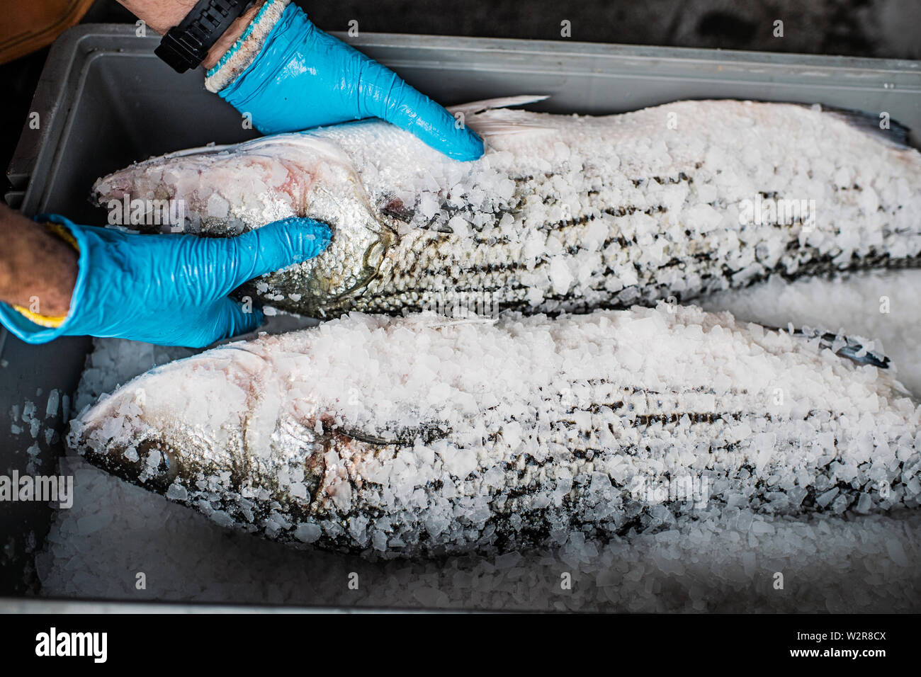 Zwei frische Fisch auf einem Fischmarkt stall in Eis und Salz bedeckt. Stockfoto