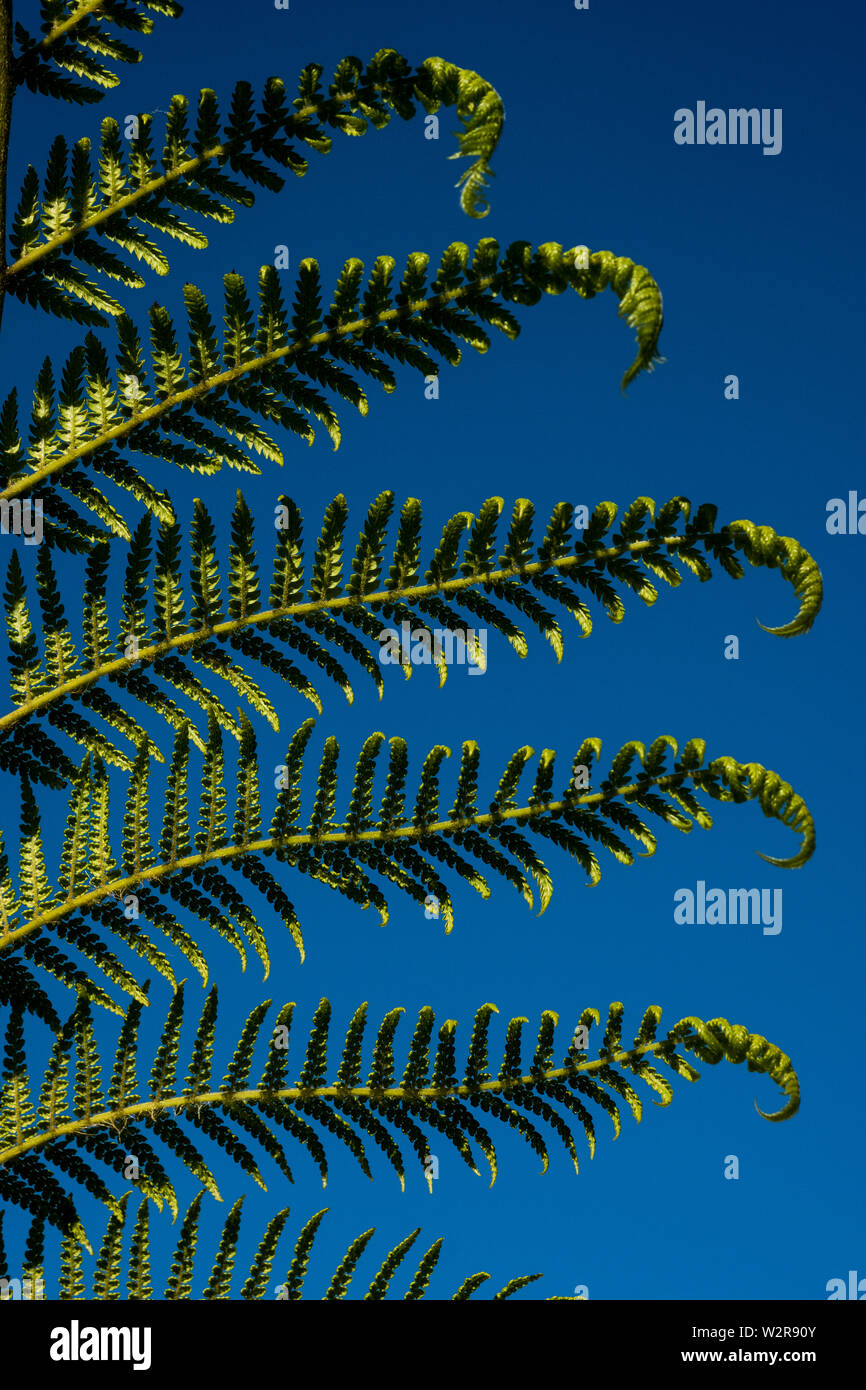 Nahaufnahme der Blätter der Palmen vor einem klaren blauen Himmel. Stockfoto