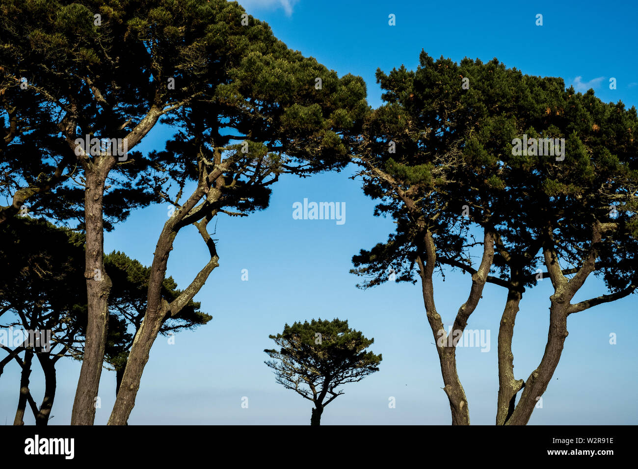 Vordächer von Monterey Pinien gegen einen klaren blauen Himmel. Stockfoto