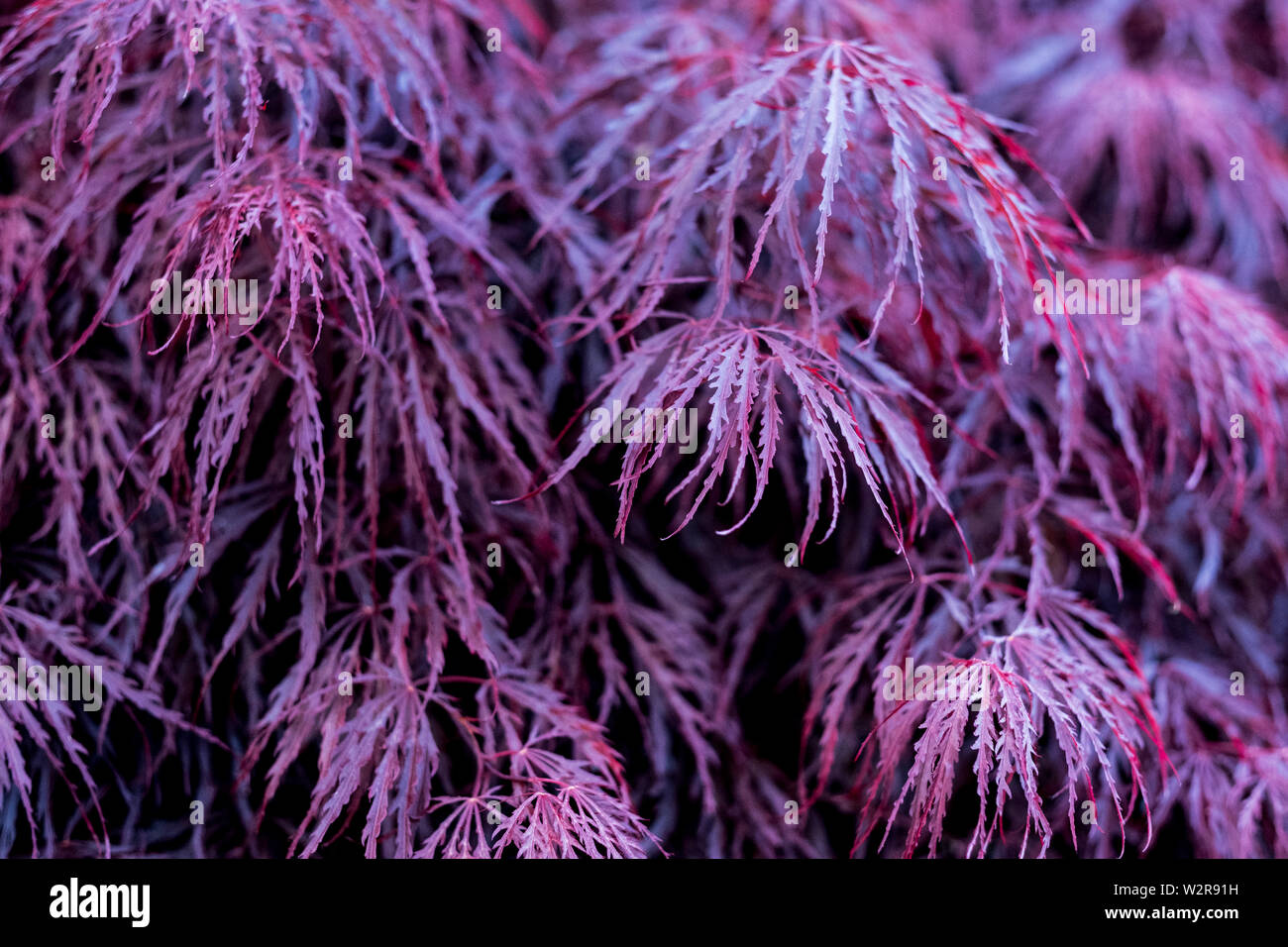 In der Nähe der pulsierenden lila Laub eines Laceleaf japanischen Ahorn. Stockfoto