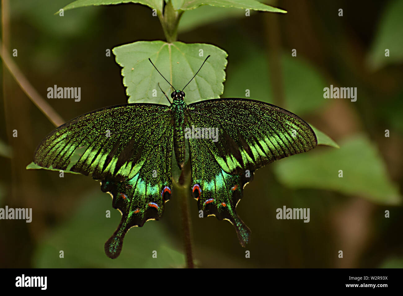 Der schönste Schmetterlingspfau (Papilio bianor). Stockfoto