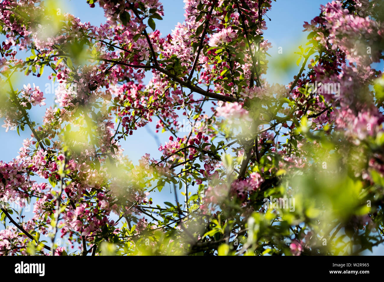 In der Nähe von Obst Zweige mit einer Fülle von rosa und weißen Blüten. Stockfoto