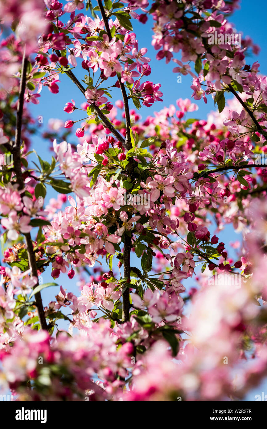 In der Nähe von Obst Zweige mit einer Fülle von rosa und weißen Blüten. Stockfoto