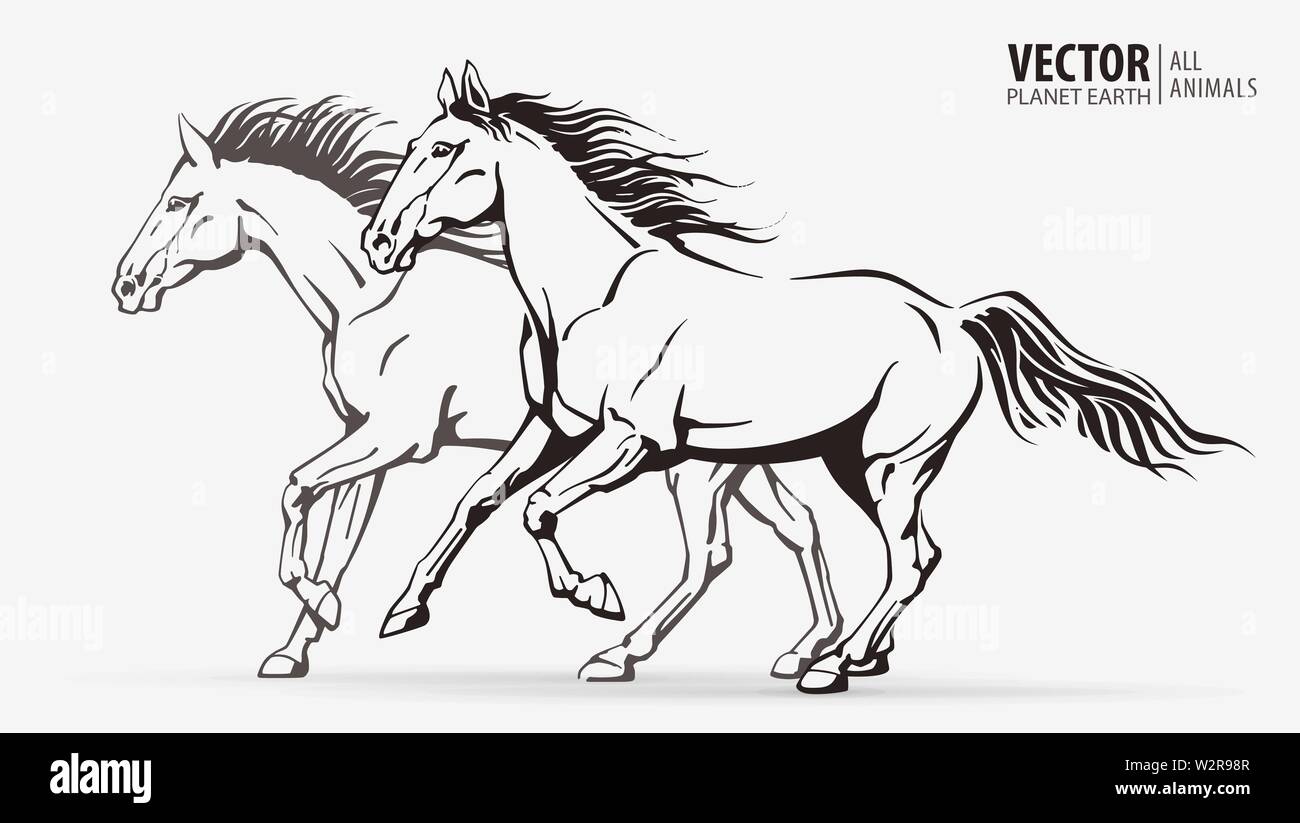 Schöne arabische Pferde. Silhouetten eines laufenden Pferde. Galoppieren Tier. Sport. Vektor. Abbildung: Stock Vektor