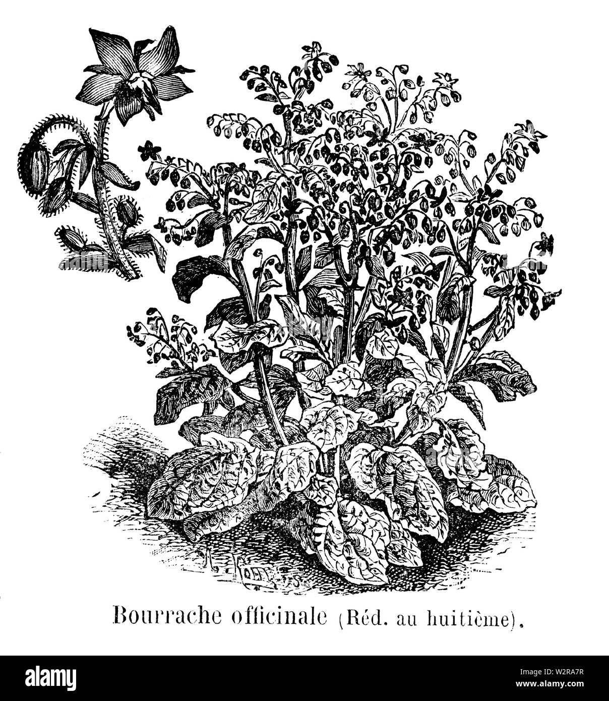 Bourrache officinale Vilmorin-Andrieux 1904 Stockfoto