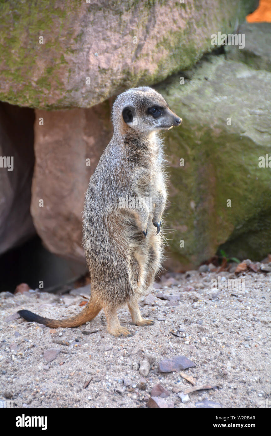 Erdmännchen im Zoo beobachten Stockfoto