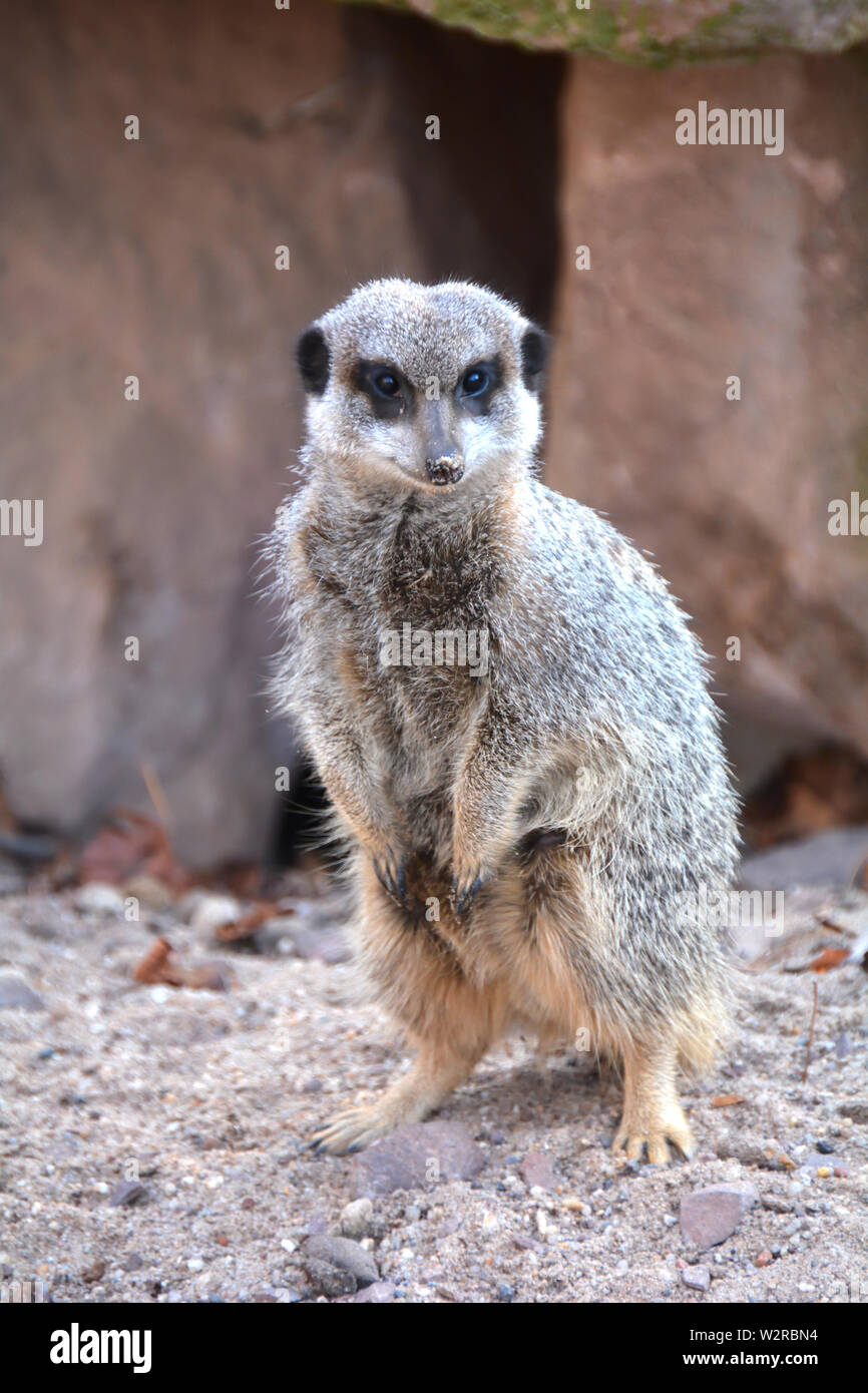 Erdmännchen im Zoo beobachten Stockfoto