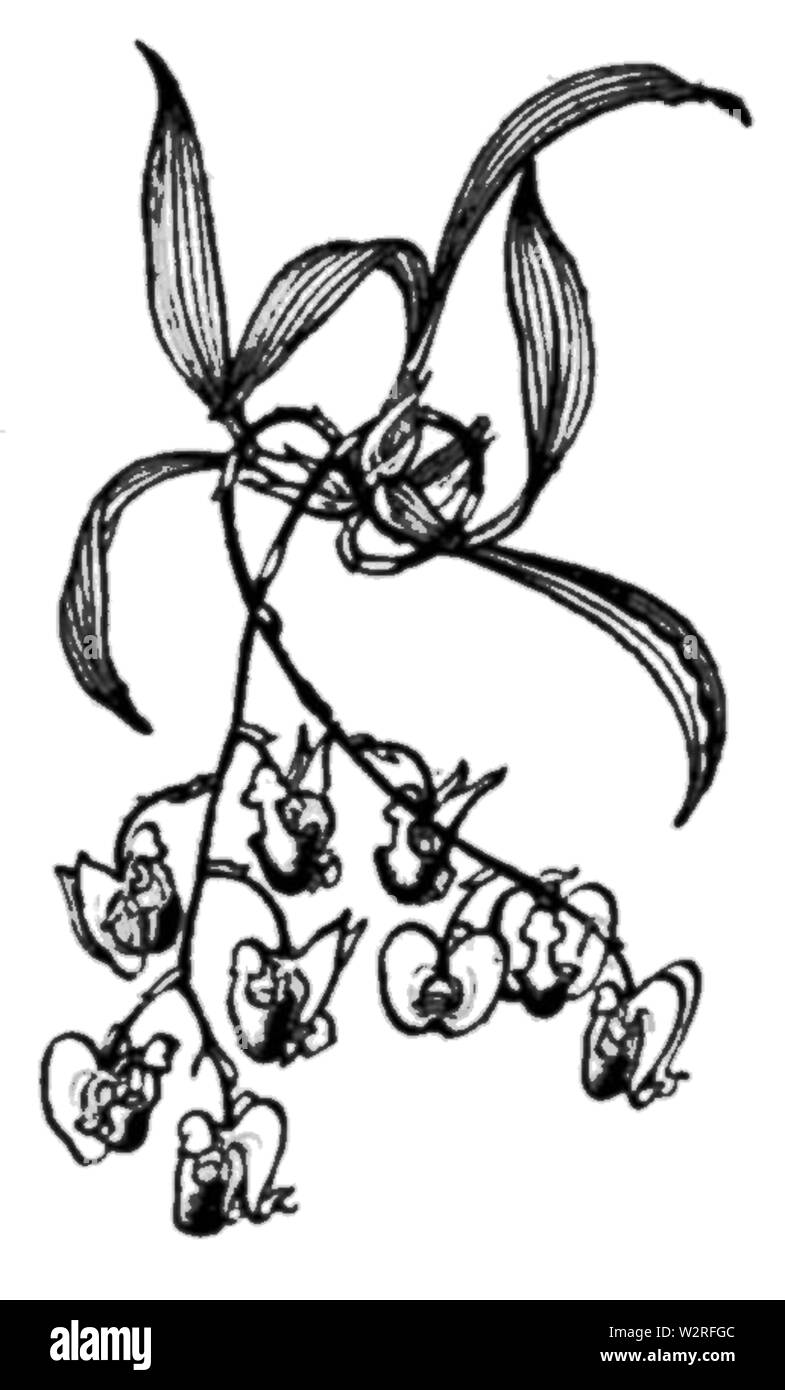 COM V1 D 278 Orchid Stockfoto