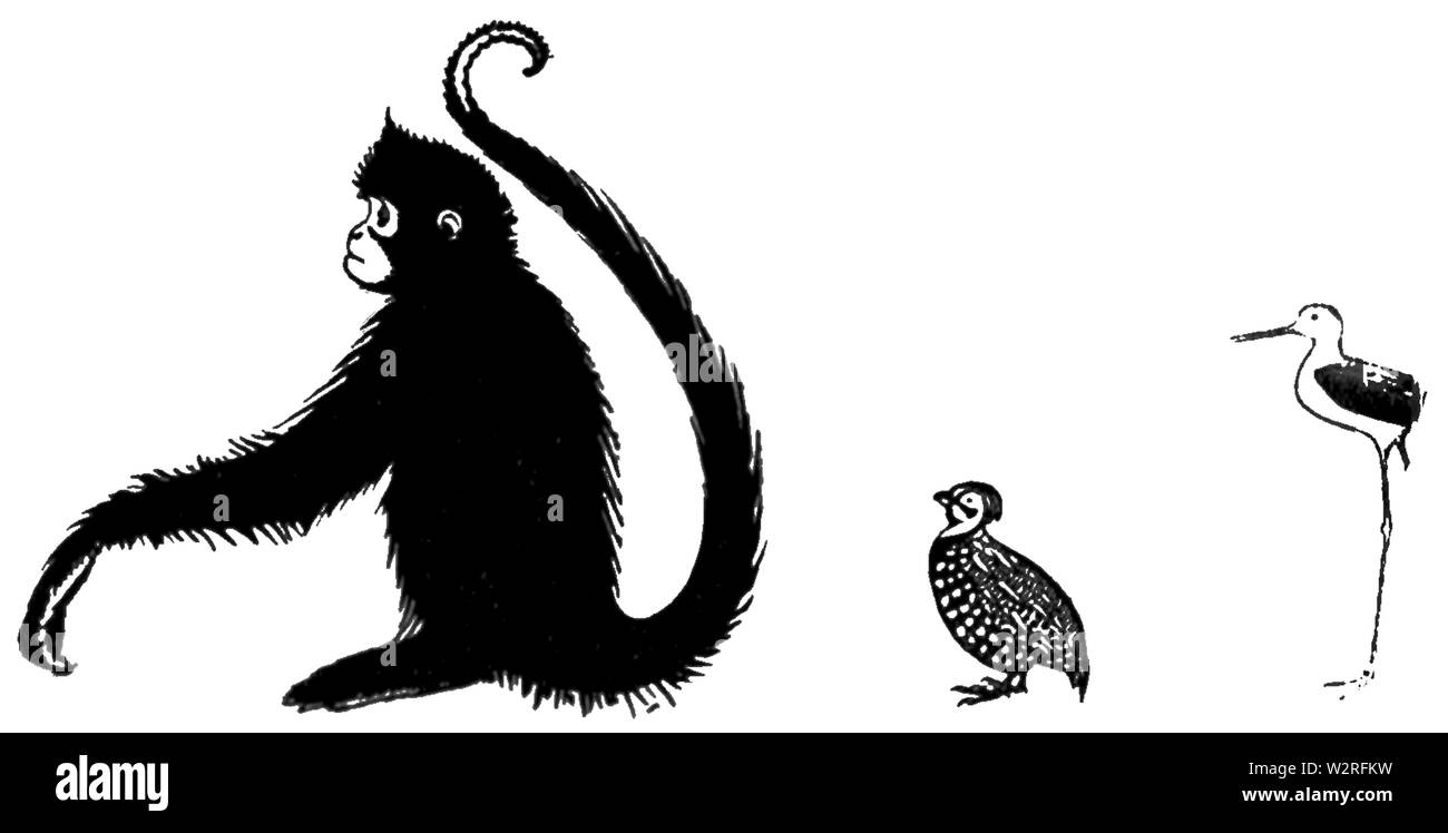 COM V1 D406 Spider monkey, Mexocan Wachteln und schwarze Flügel Stockfoto