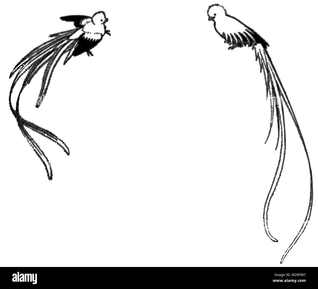 COM V1 D 407 Quetzal Stockfoto