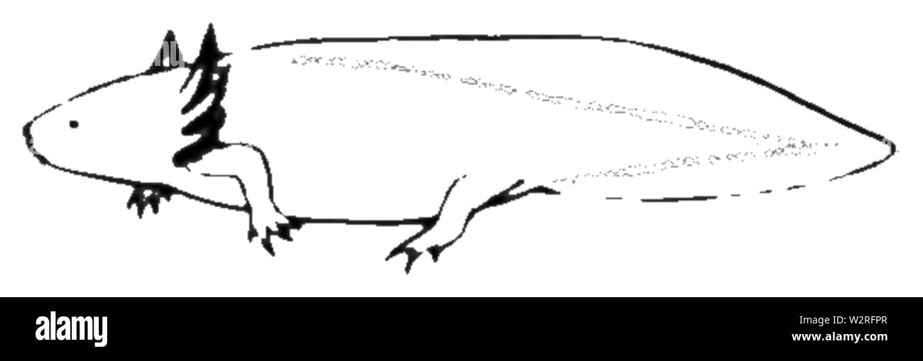 COM V1 D406 Axolotl Stockfoto