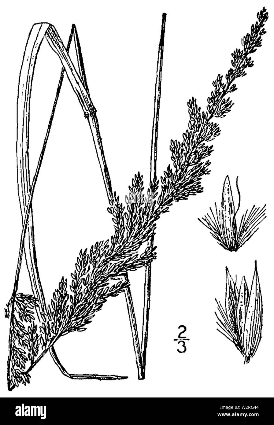 Calamagrostis perplexa BB 1946-1974 Stockfoto
