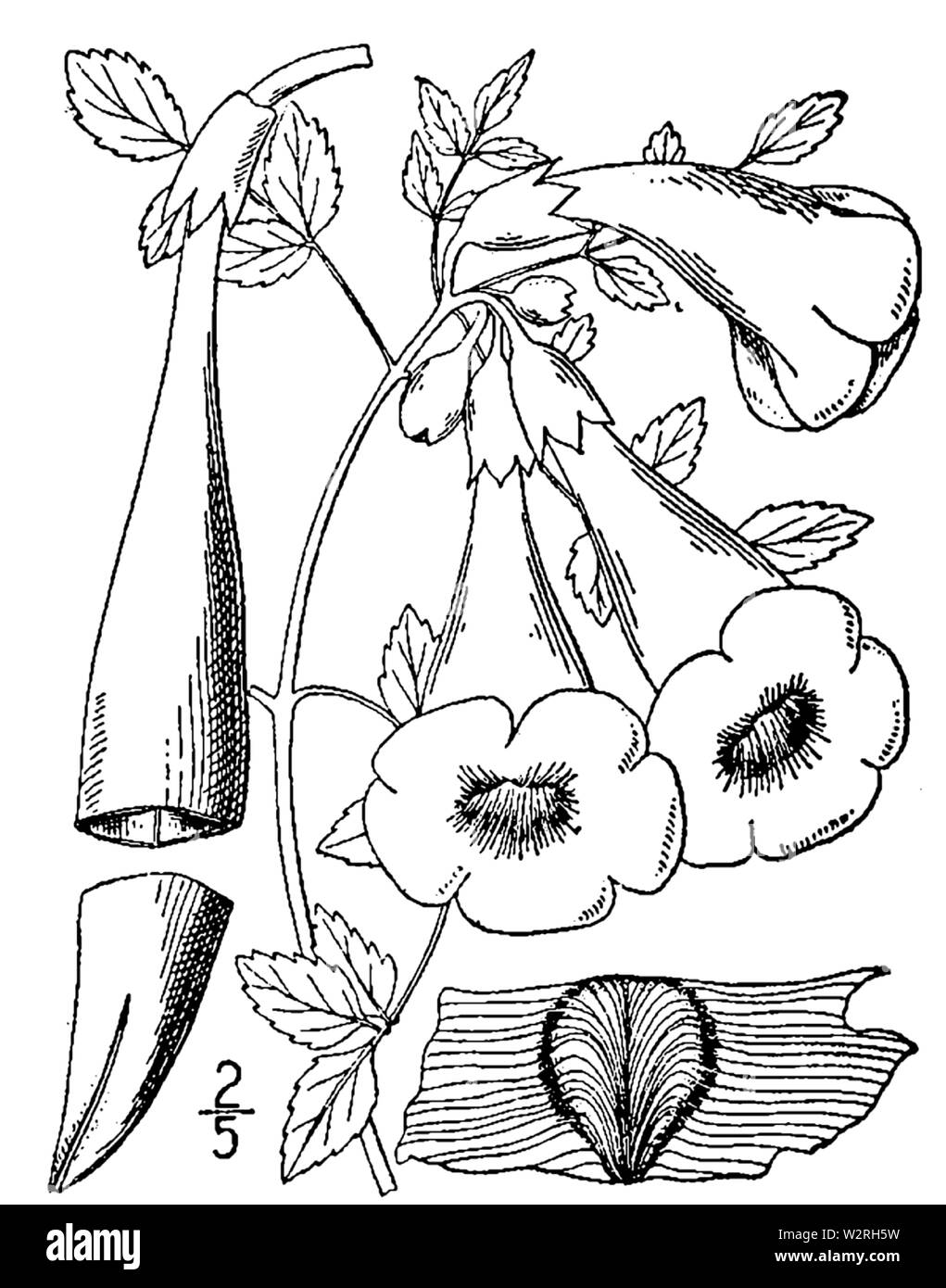 Botanische Abbildung: Campsis radicans aus dem Jahre 1913. Stockfoto