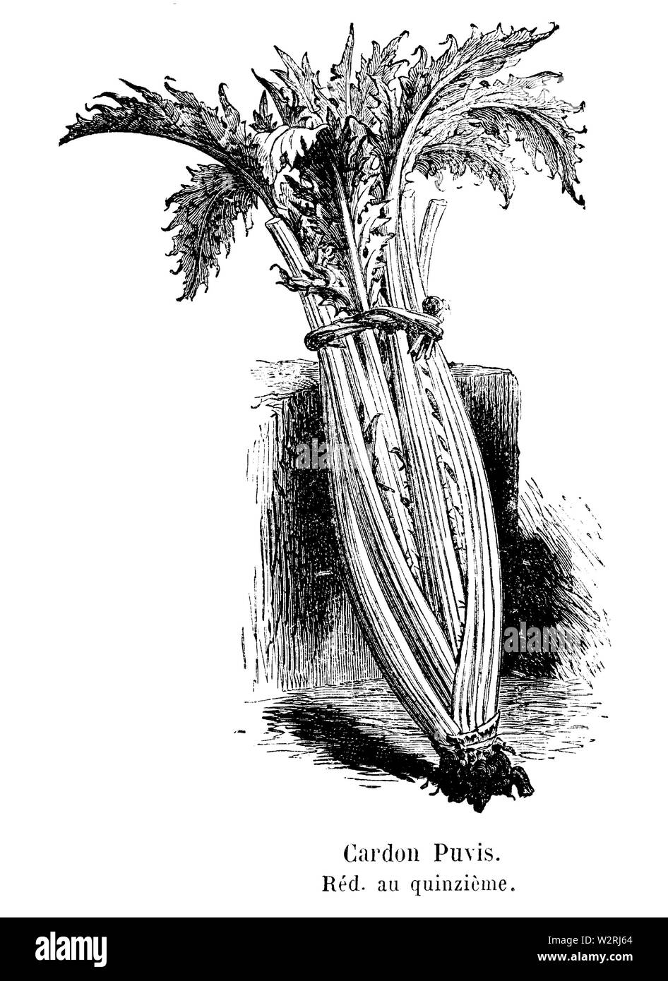 Cardon Puvis Vilmorin-Andrieux 1904 Stockfoto