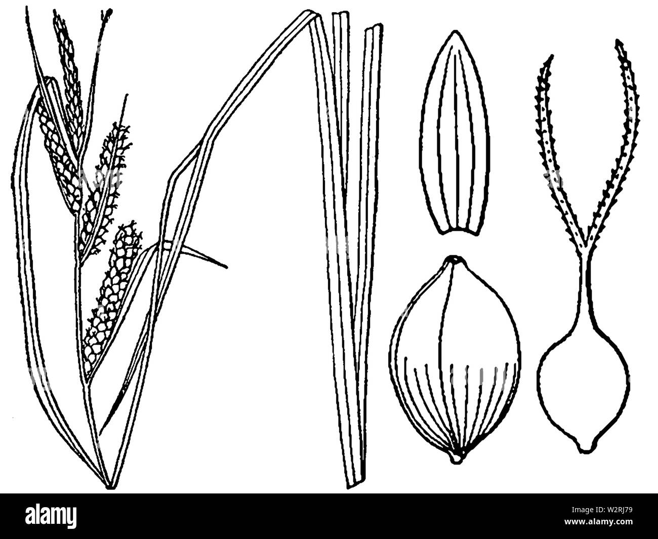 Carex aquatilis BB 1946-1974-Mod Stockfoto