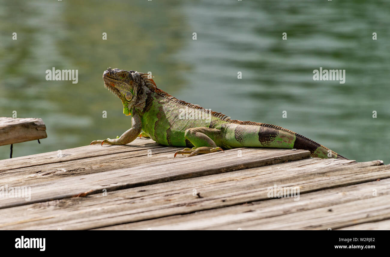 Ein leguan Sonnenbaden in Miami, Florida, USA Stockfoto