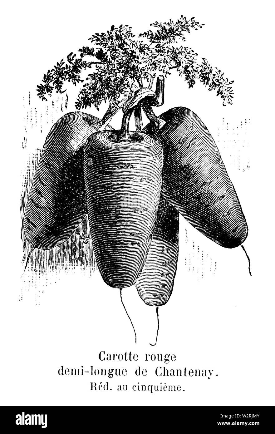 Carotte rouge demi-Longue de Chantenay Vilmorin-Andrieux 1904 Stockfoto