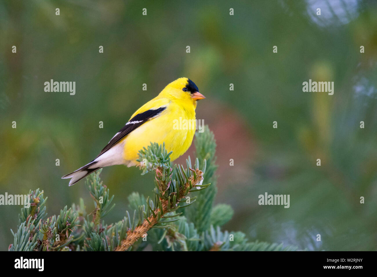 American goldfinch, männlich, Spinus tristis, auf Zweig im Winter gehockt, Nova Scotia, Kanada Stockfoto