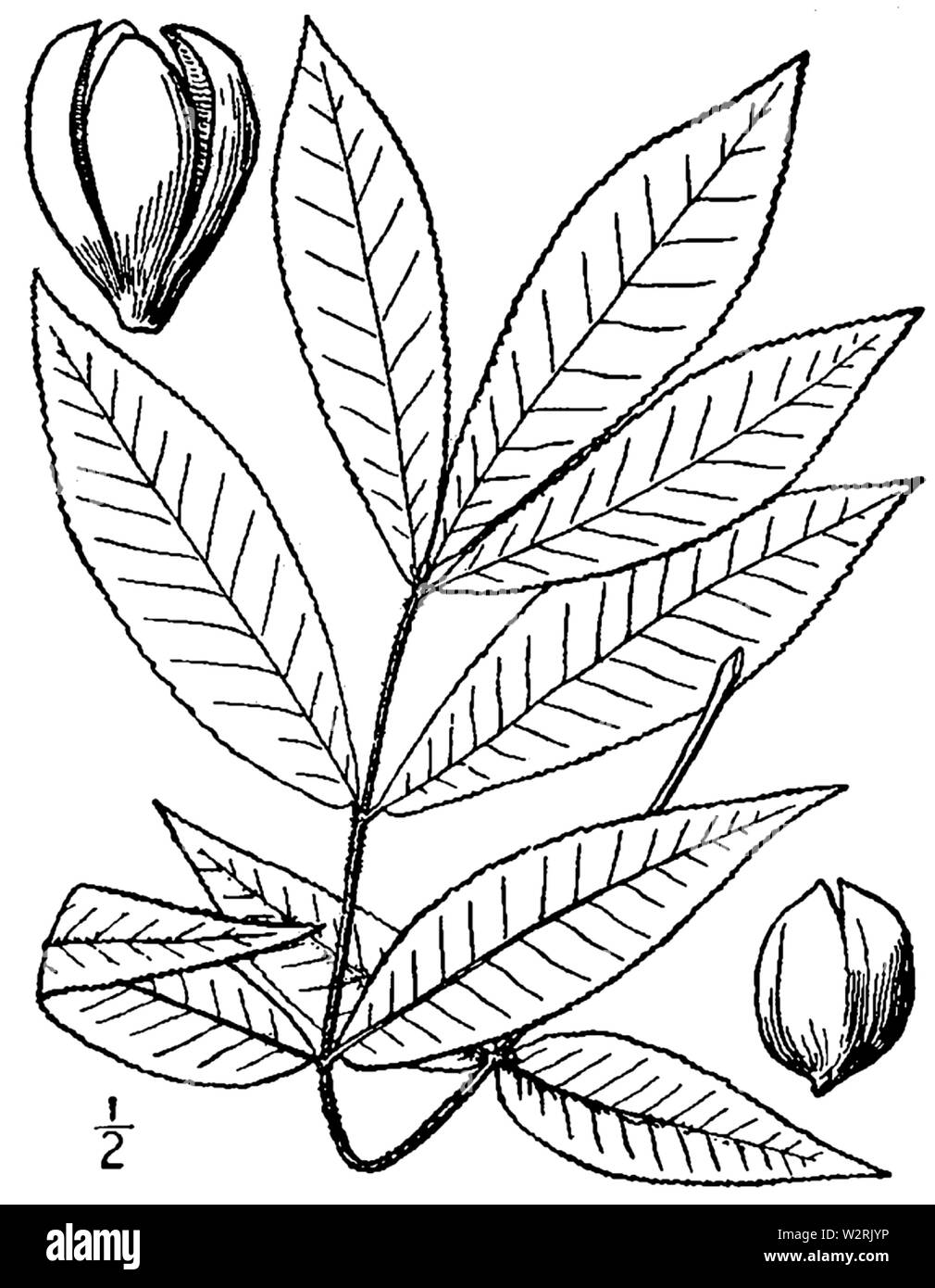 Carya texana BB 1946-1974 Stockfoto