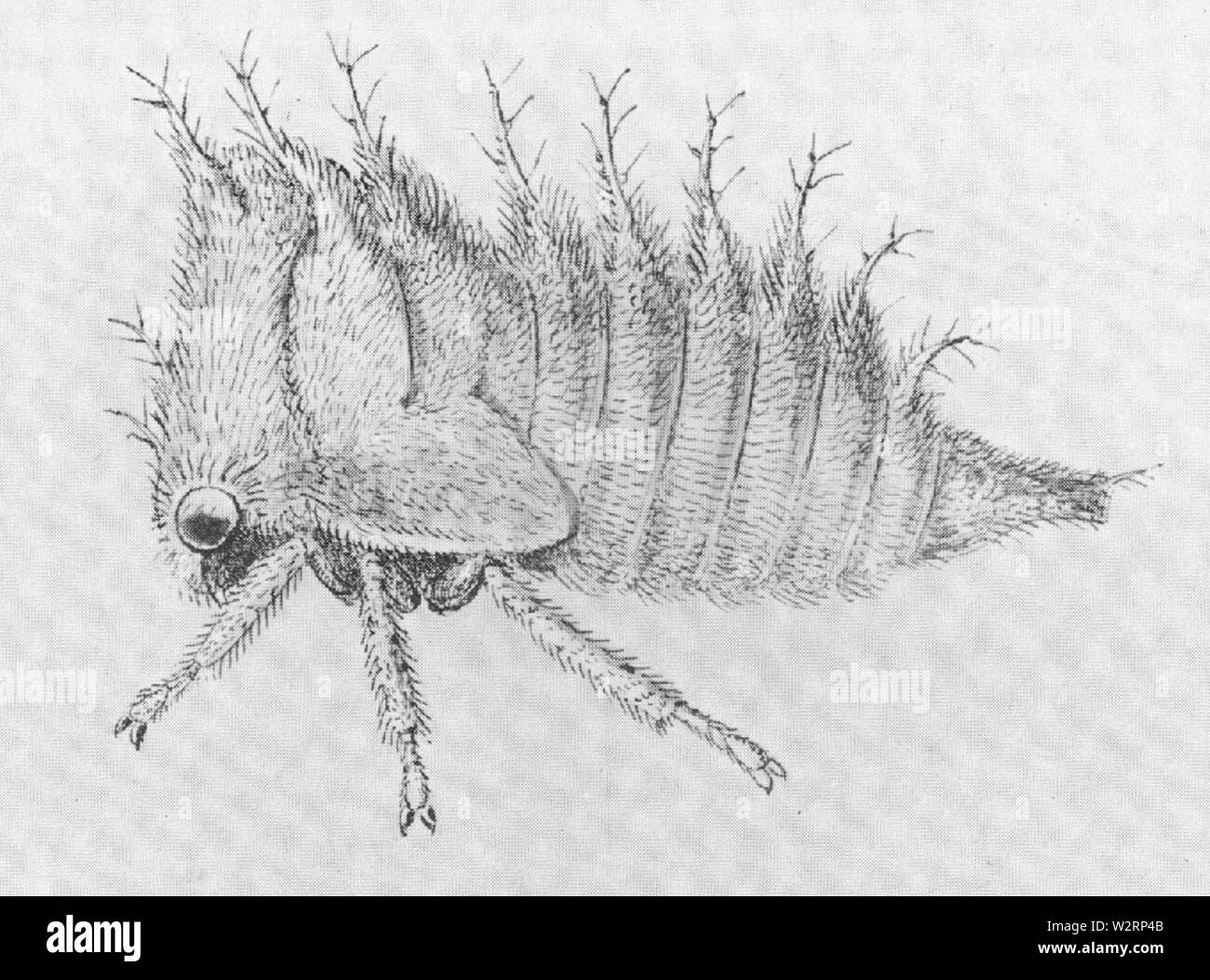 Ceresa albescens Stockfoto