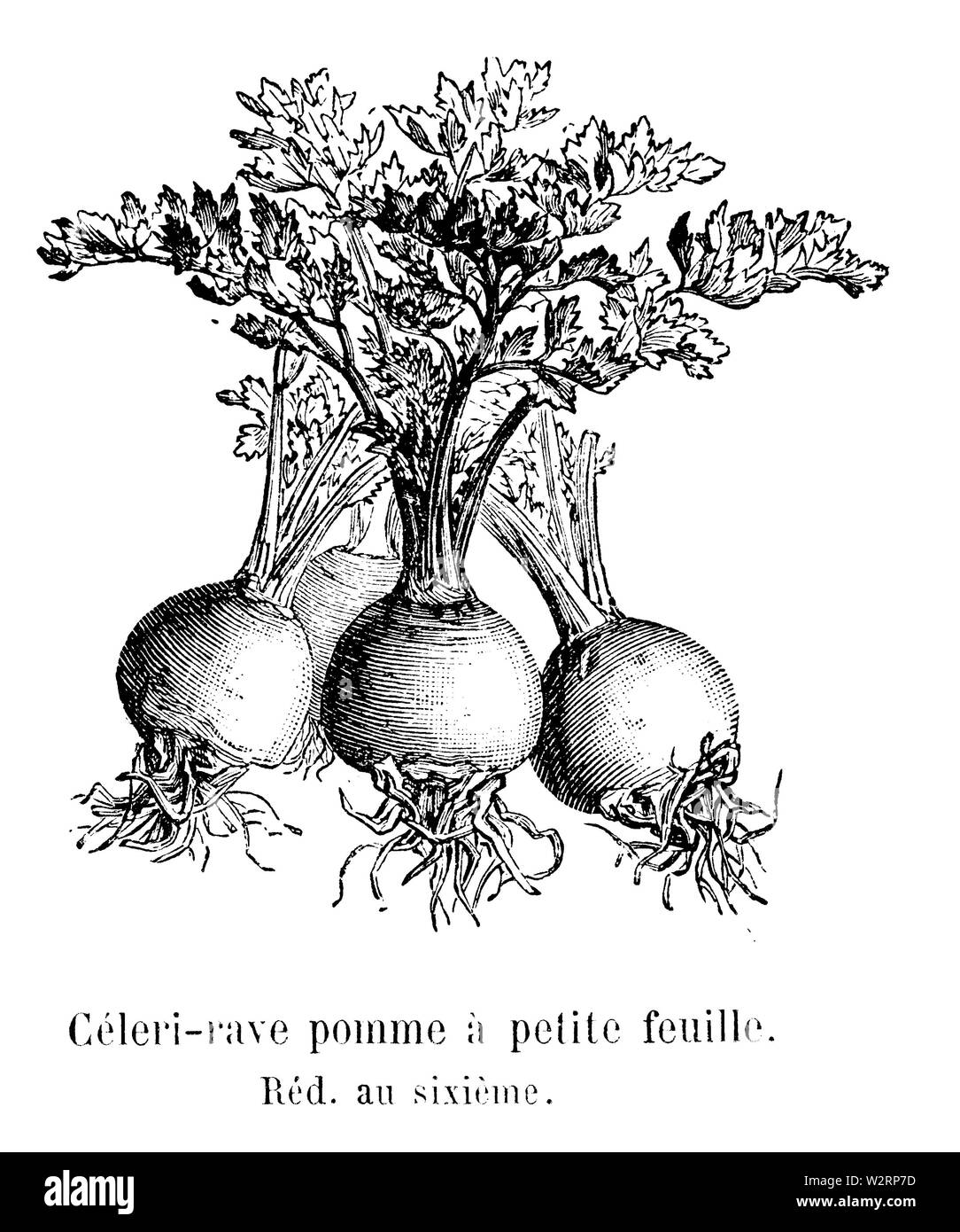 Céleri-rave Pomme à Petite feuille Vilmorin-Andrieux 1904 Stockfoto