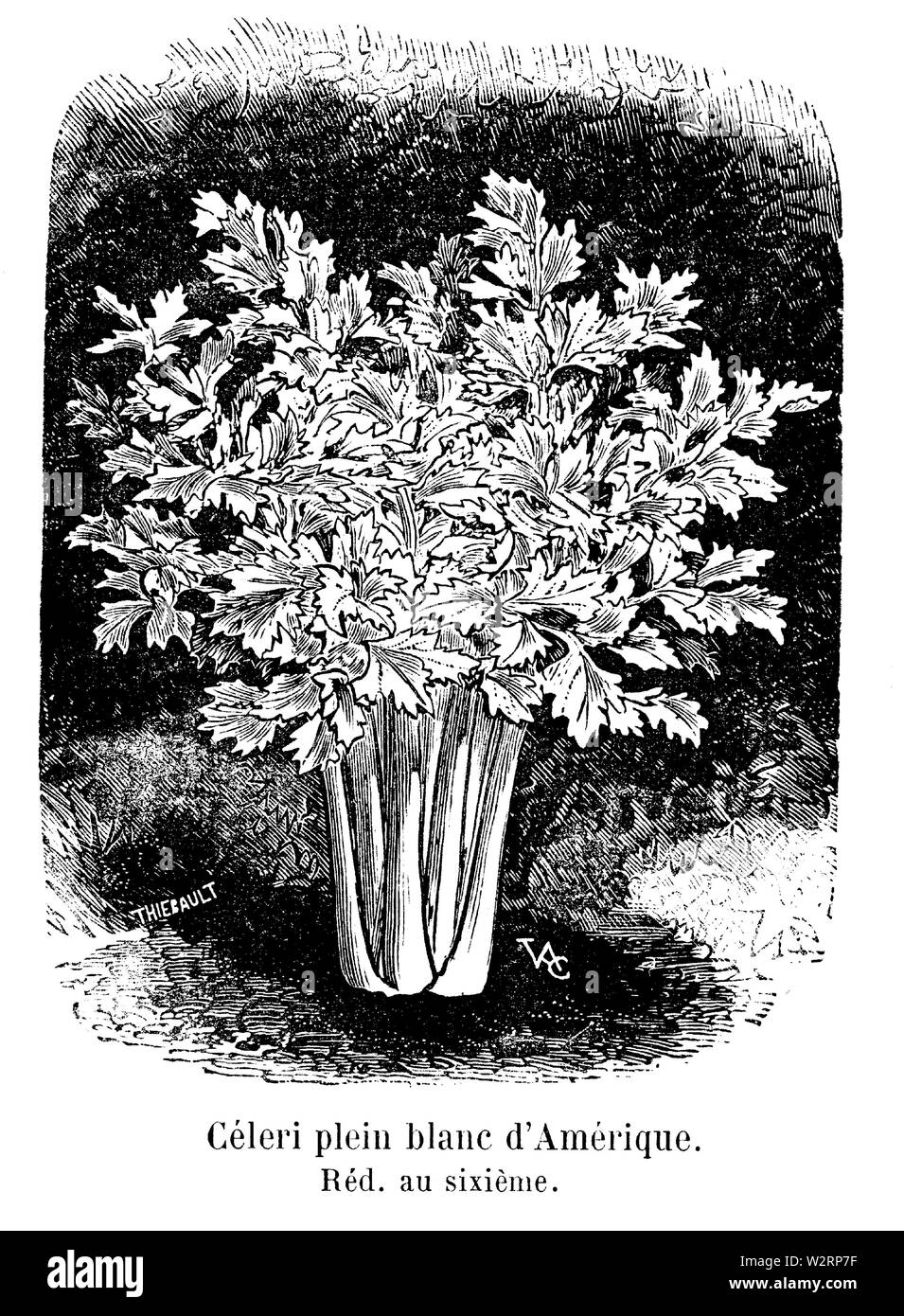 Céleri plein Blanc d'in Vilmorin-Andrieux 1904 Stockfoto