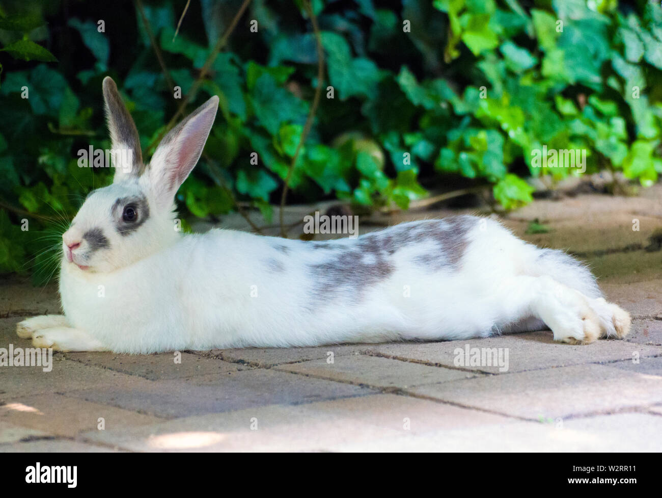 Nahaufnahme eines jungen weißen und grauen Kaninchentieres, das auf dem Straßenbelag ruht. Stockfoto