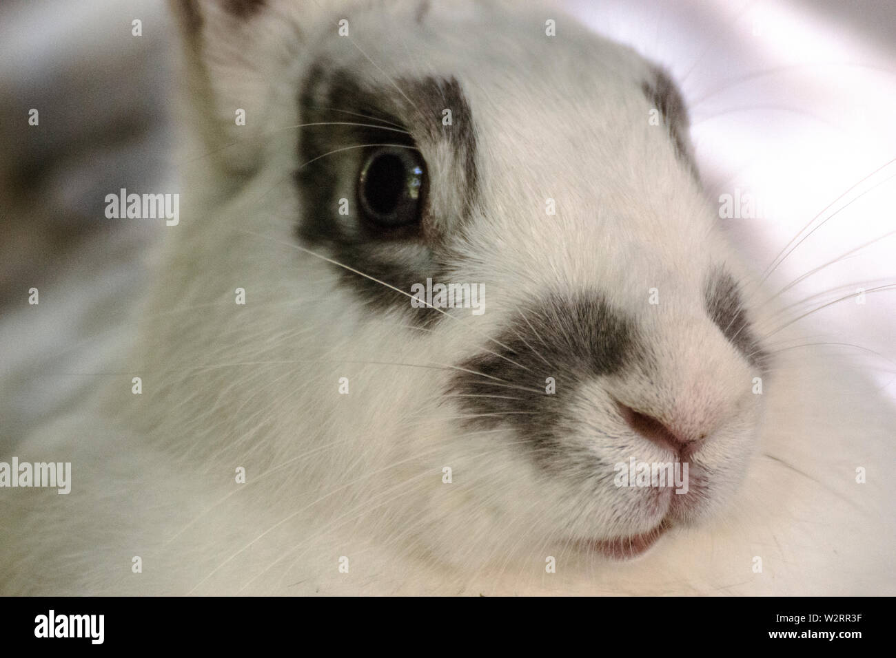 Porträt eines jungen weißen und grauen Kaninchenhauchens. Nahaufnahme von Fotos. Stockfoto