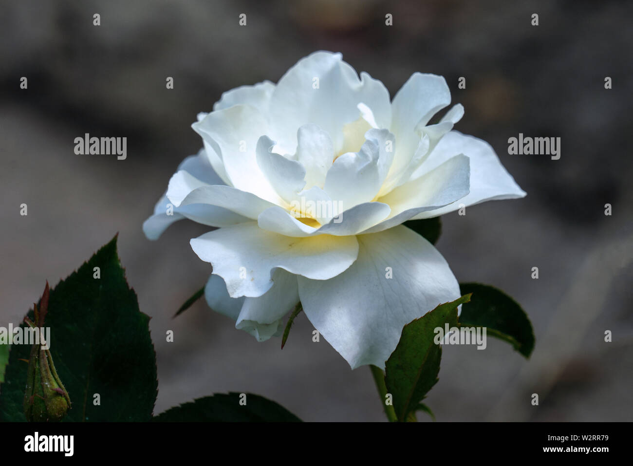 Bunte Nahaufnahme von einem einzigen weißen Class Act floribunda rose Kopf mit bokeh Hintergrund und detaillierte Blütenblätter Stockfoto