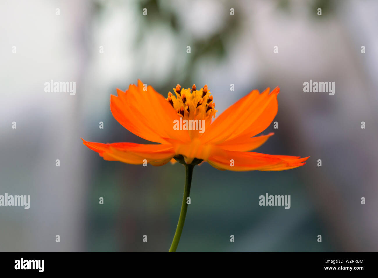 Eine schöne orangefarbene Gartenblume namens Cosmos sulfureus. Er wird auch als Schwefelkosmos und gelber Kosmos bezeichnet. Stockfoto