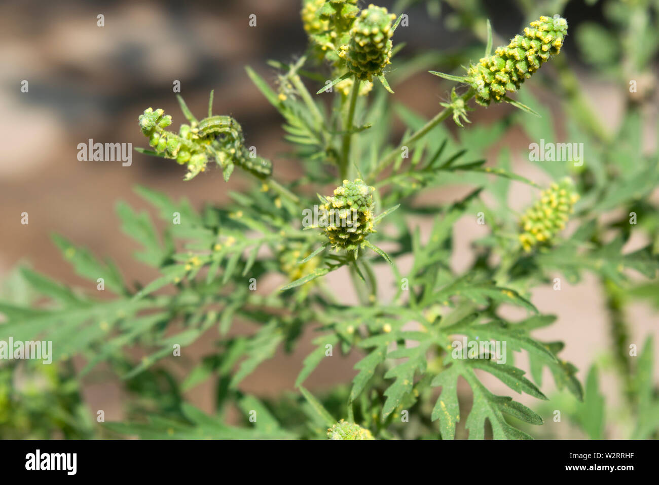 Ragweed. Der Gattungsname ist aus dem Griechischen und bedeutet "Ambrosia Essen und Trinken der Unsterblichkeit'. Ambrosia artemisiifolia. ist die am weitesten verbreitete Spezies. Stockfoto