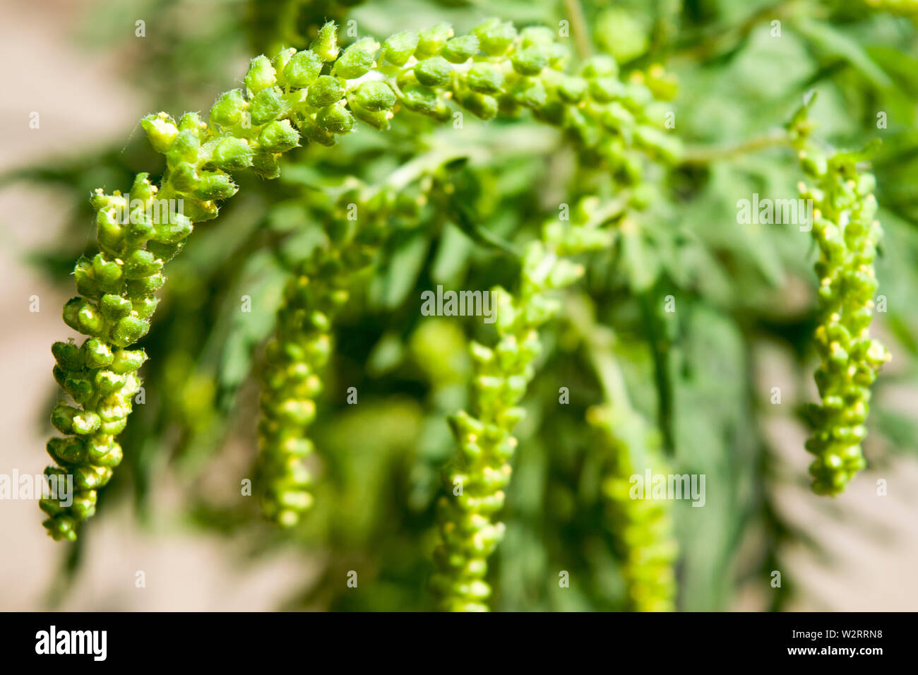 Ragweed, Nahaufnahme Foto schießen. Die winzigen grünen Blumen produzieren riesige Mengen an Pollen, so dass es eine wichtige Erreger von Heuschnupfen. Stockfoto