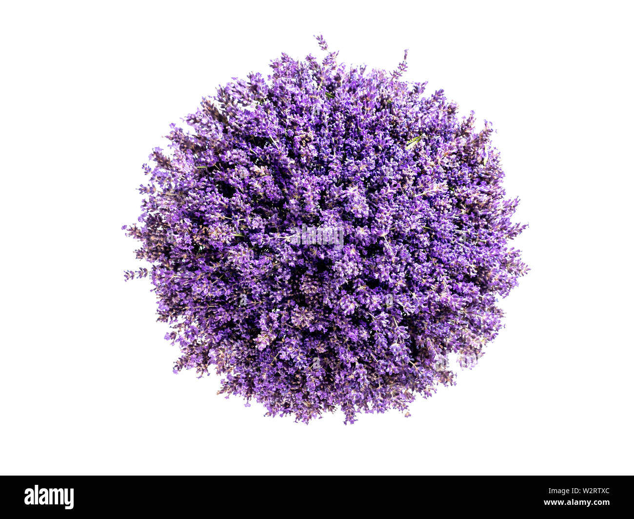 Sphäre als kleinen Planeten mit frischem Lavendel Blüten auf Weiß Stockfoto