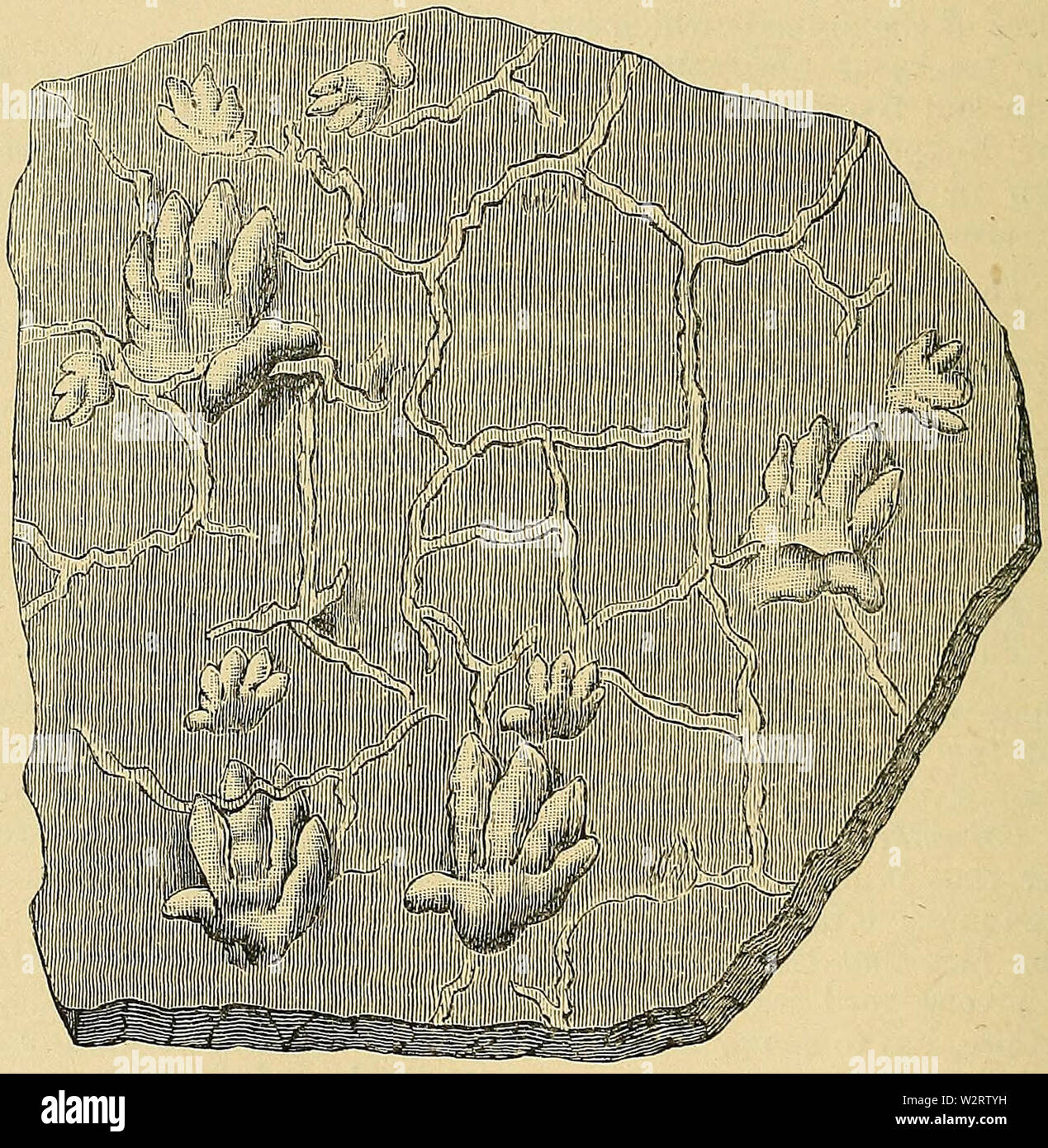 Chirotherium Watson 1914 Stockfoto