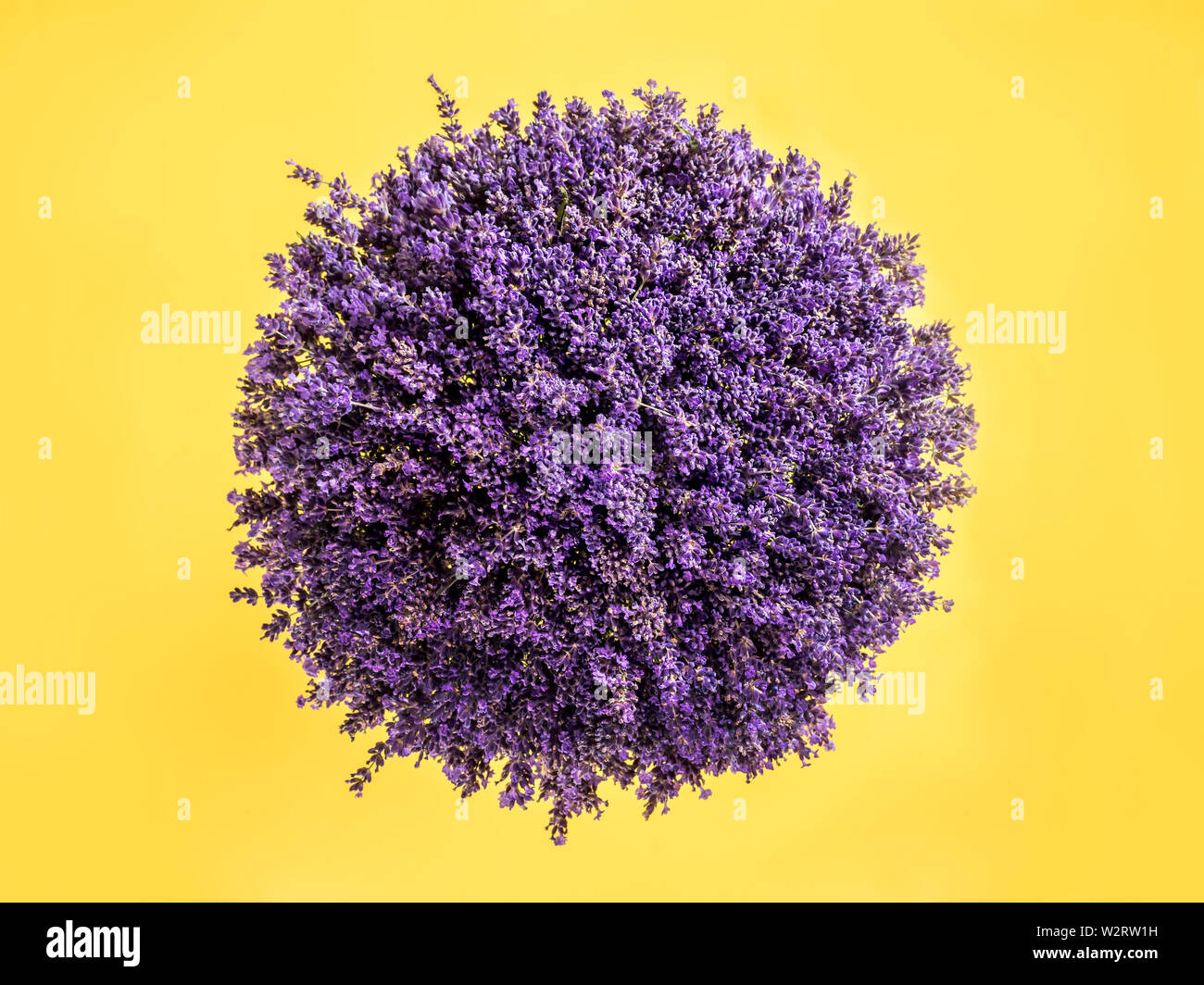 Sphäre als kleinen Planeten mit frischem Lavendel Blüten auf gelbem Hintergrund Stockfoto