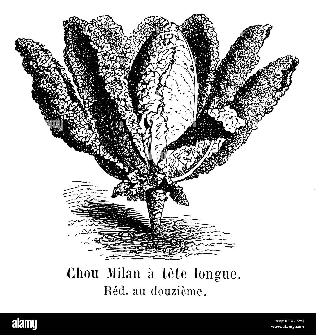Chou Mailand à Tête longue Vilmorin-Andrieux 1904 Stockfoto