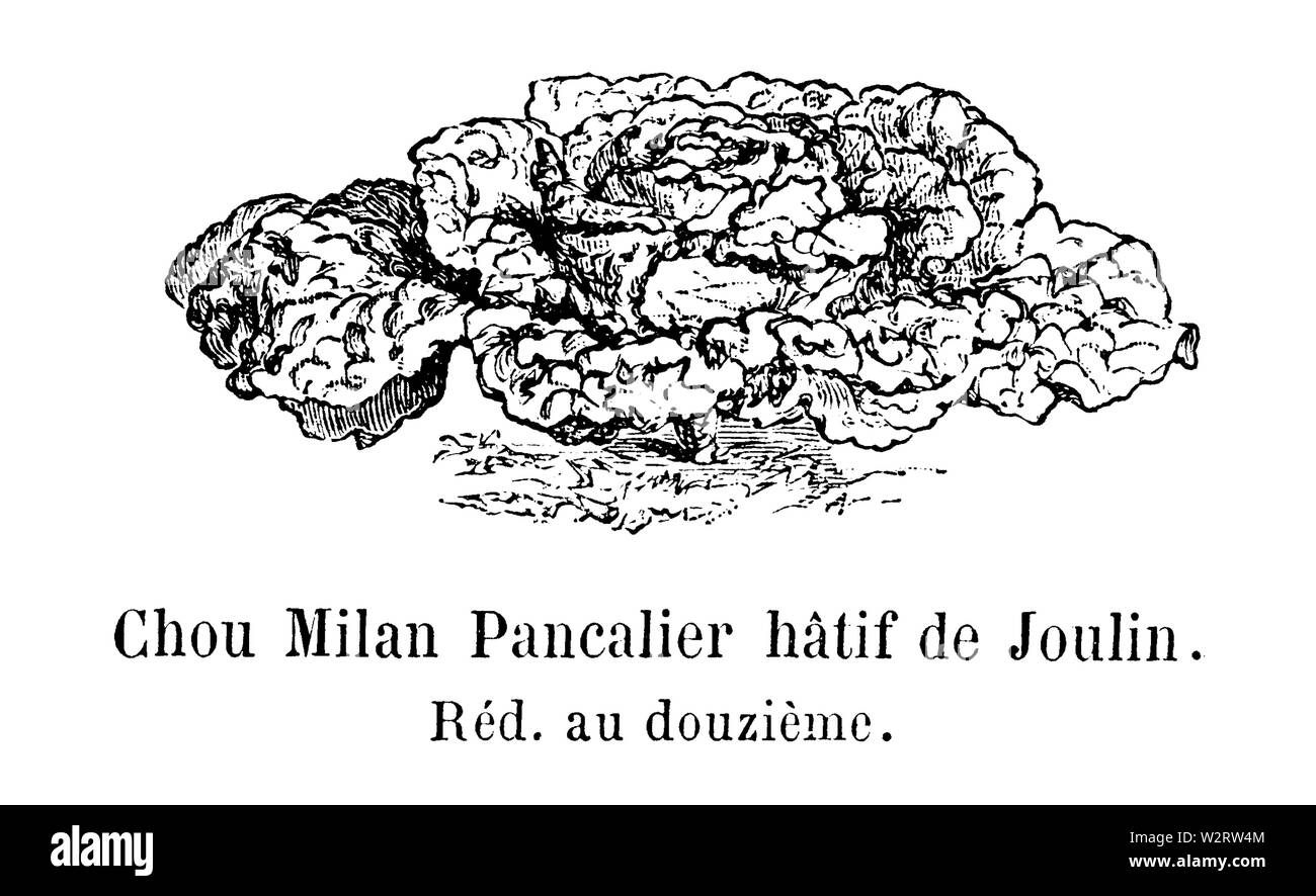 Chou Mailand Pancalier hâtif de Joulin Vilmorin-Andrieux 1904 Stockfoto